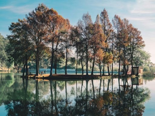 trees surrounded by body of water